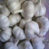 Allium Sativum & Allium Urs inum - Garlic and wild