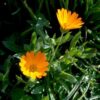 Calendula arvensis - Calendula