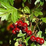 Crataegus monogyna - Hawthorn