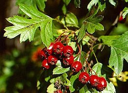 Crataegus monogyna - Hawthorn