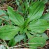 Plantago major L. - Plantain