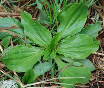 Plantago major L. - Plantain
