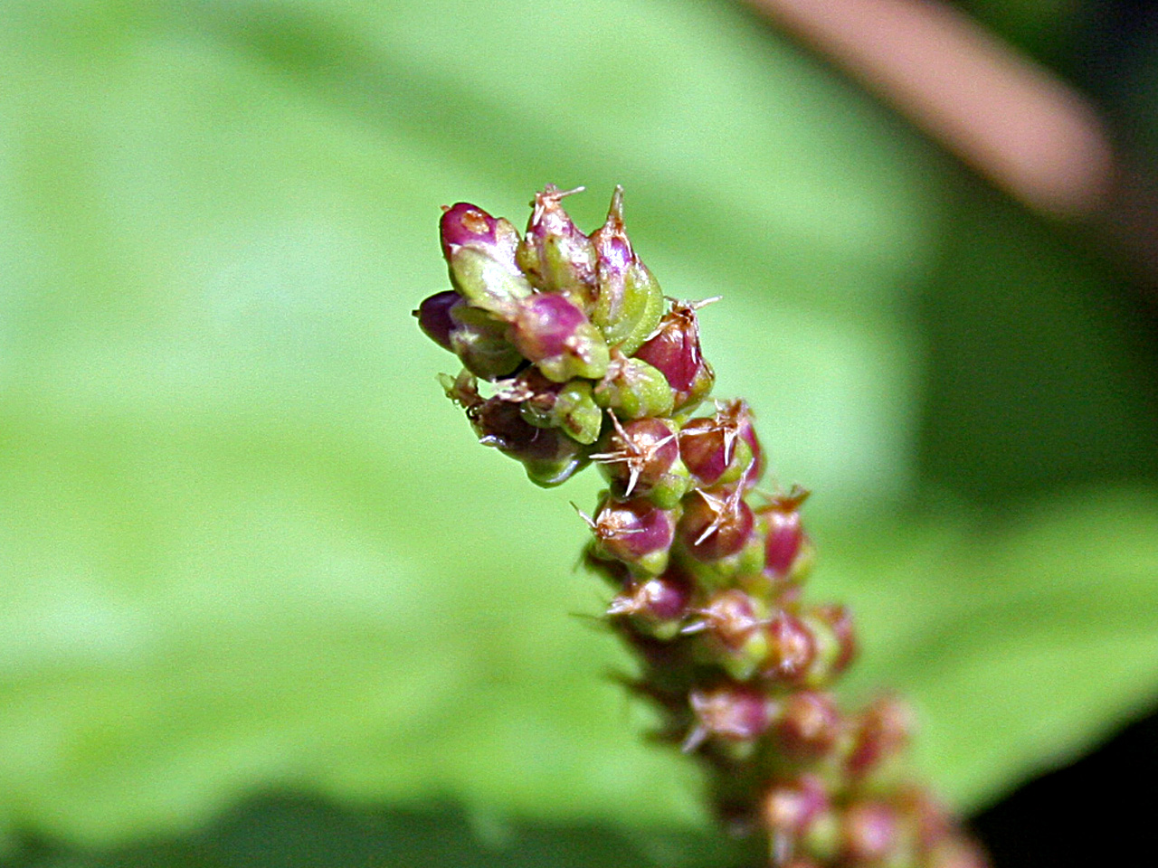 Plantago major L. - Plantain - Image 4