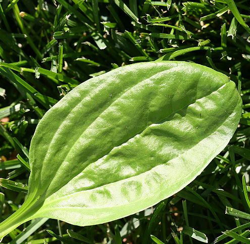 Plantago major L. - Plantain - Image 2