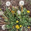 Taraxacum officinale - Dandelion