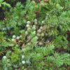Juniperus Communis - Common Juniper