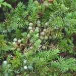 Juniperus Communis - Common Juniper