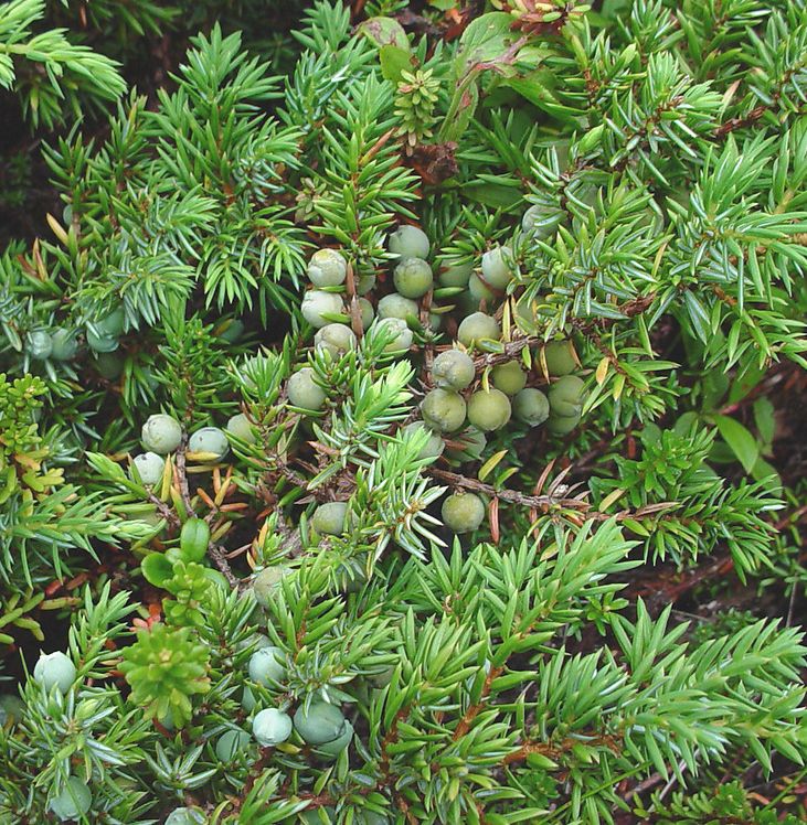 Juniperus Communis - Common Juniper