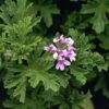 Pelargonium graveolens