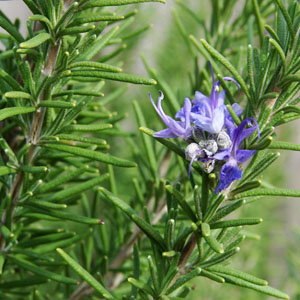 Rosmarinus officinalis - Rosemary