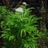 Sambucus ebulus - Dwarf Elder