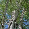 Betula alba - Birch leaves