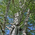 Betula alba - Birch leaves