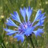 Centaurea cyanus - Cornflower