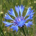 Centaurea cyanus - Cornflower