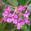 Chamerion augustifolium - Fireweed