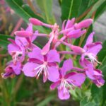 Chamerion augustifolium - Fireweed