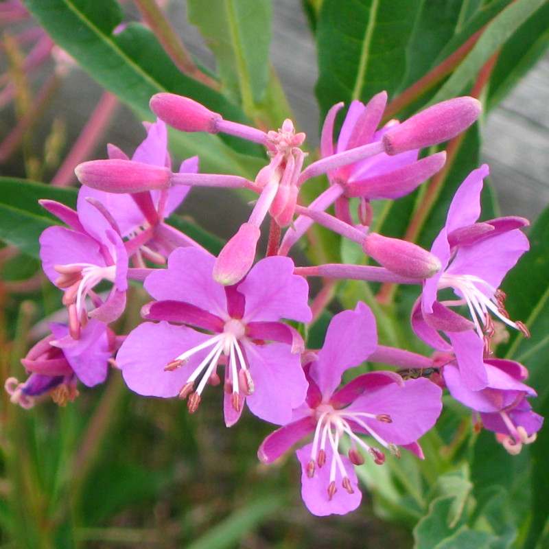 Chamerion augustifolium - Fireweed