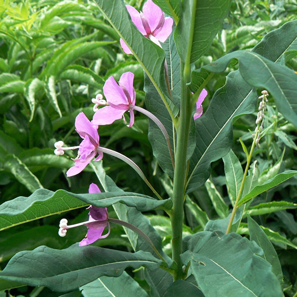 Chamerion augustifolium - Fireweed - Image 4
