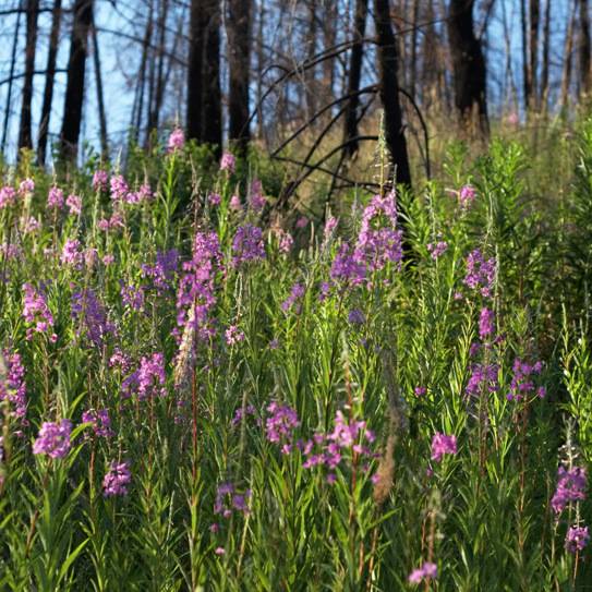 Chamerion augustifolium - Fireweed - Image 3