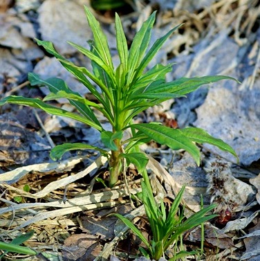 Chamerion augustifolium - Fireweed - Image 2