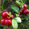 Vaccinium vitis-idaea - Lingonberry/Foxberry