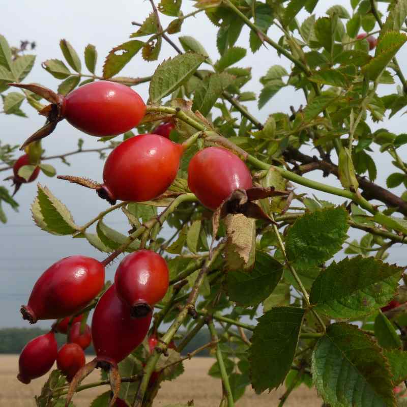 Rosehip