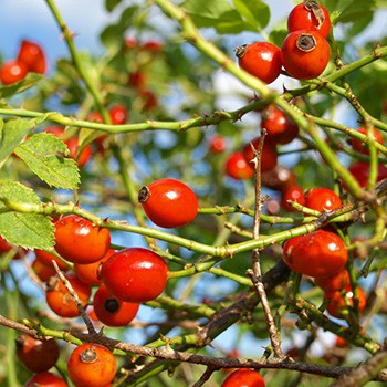 Rosehip - Image 2