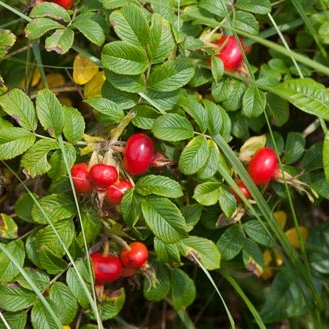 Rosehip - Image 4